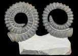 Two Devonian Ammonites (Anetoceras) - Morocco #64458-1
